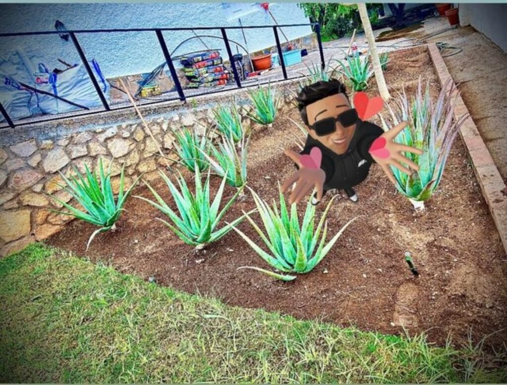 Imagen de WhatsApp 2025-09-17 a las 20.15.25_697136af Jardinero en Mijas