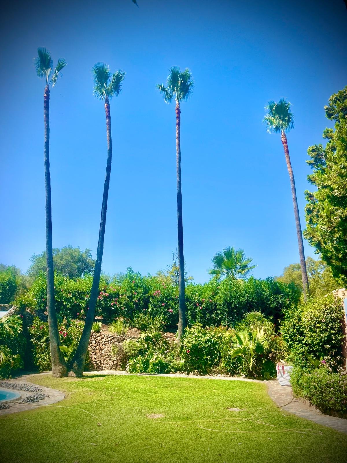Jardín con palmeras en Mijas
