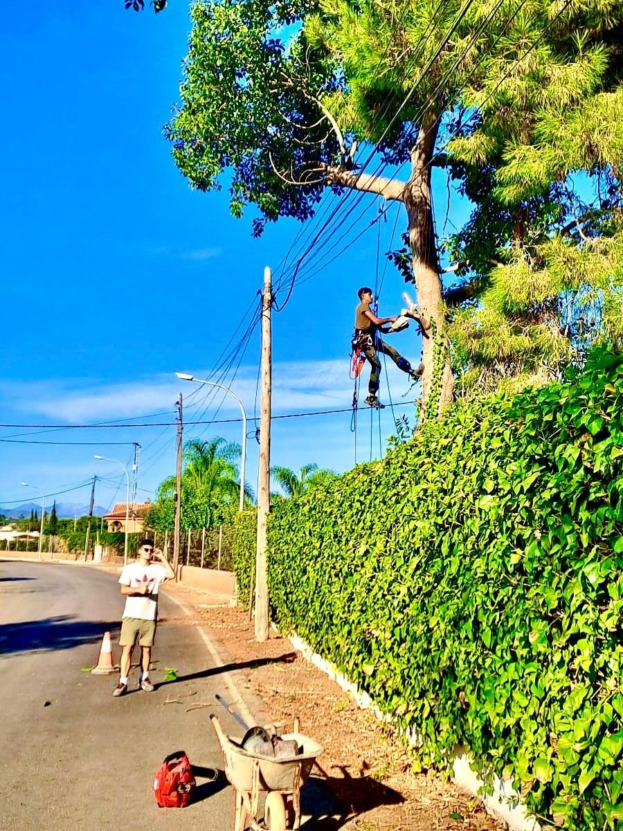 Poda en altura