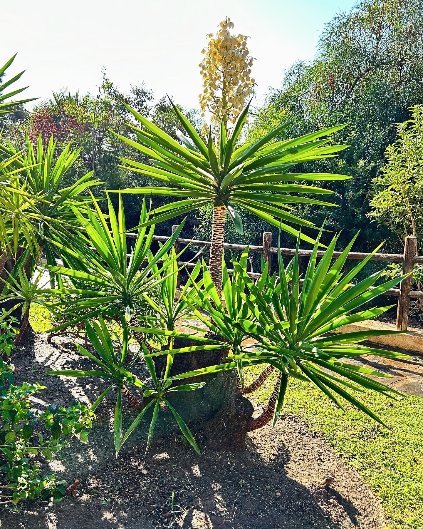 Jardín con palmeras y yucas