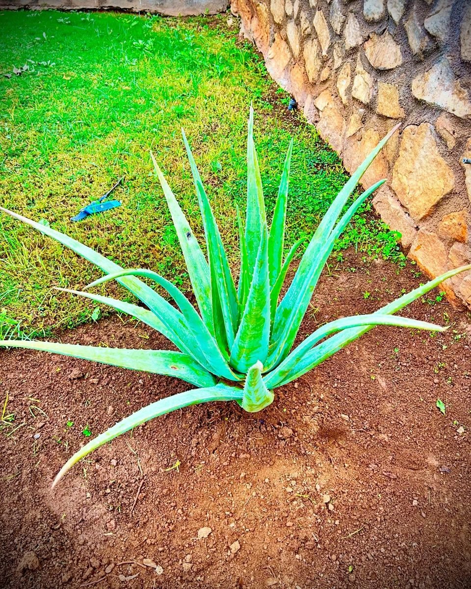 Planta de aloe en un parterre de jardín