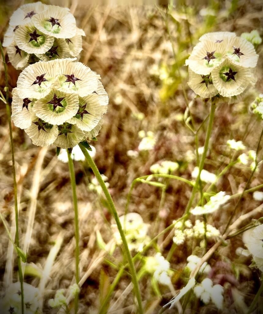 Flores secas de escabiosa