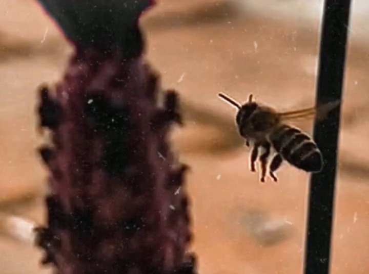 Abeja junto a una lavanda