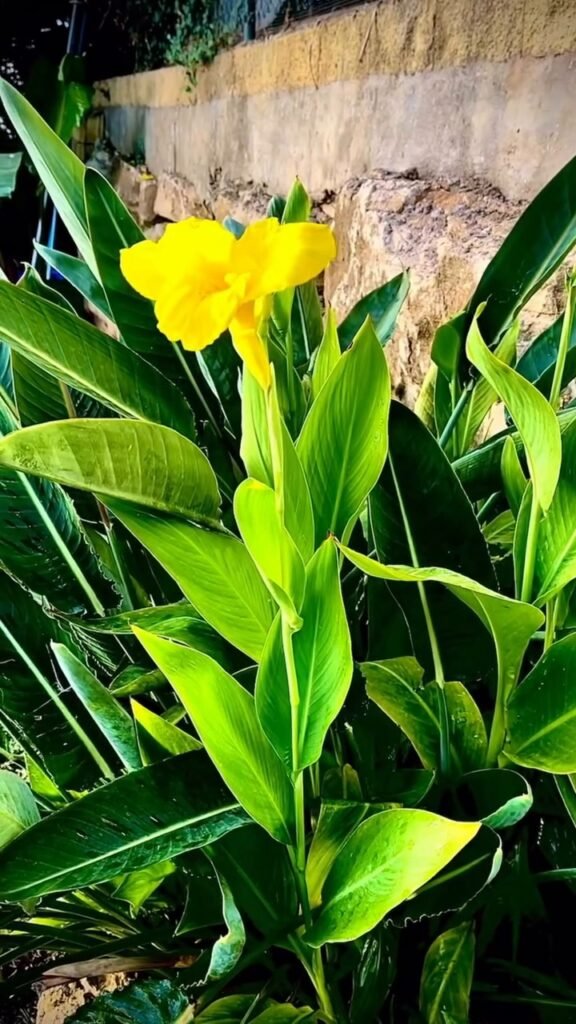 Flor amarilla de caña de Indias