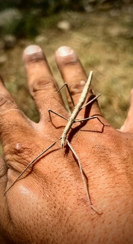 Insecto palo sobre una mano