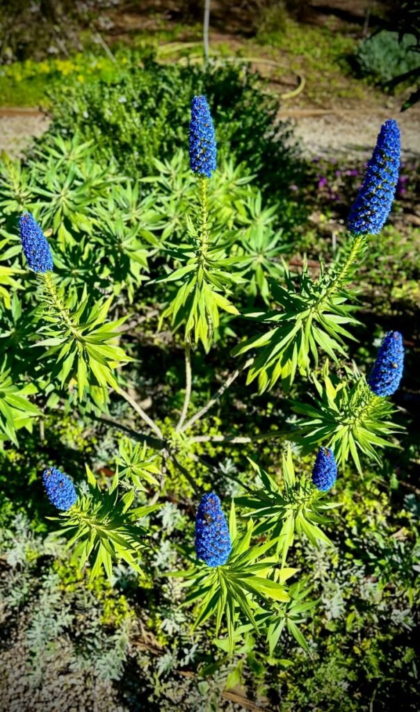 Jardín con flores azules