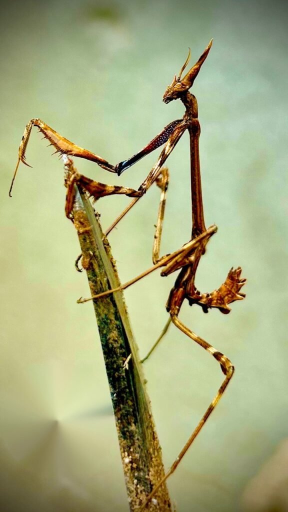 Mantis en una rama