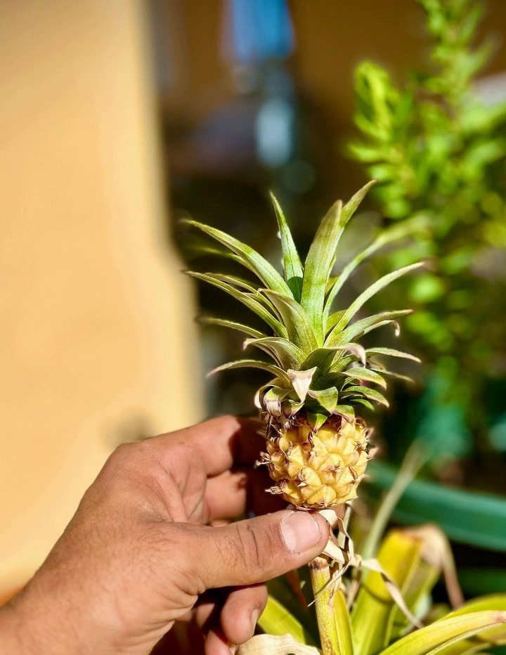 Planta de piña en el jardín