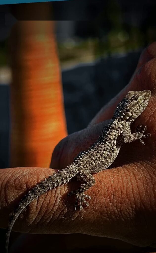 Salamanquesa sobre una mano