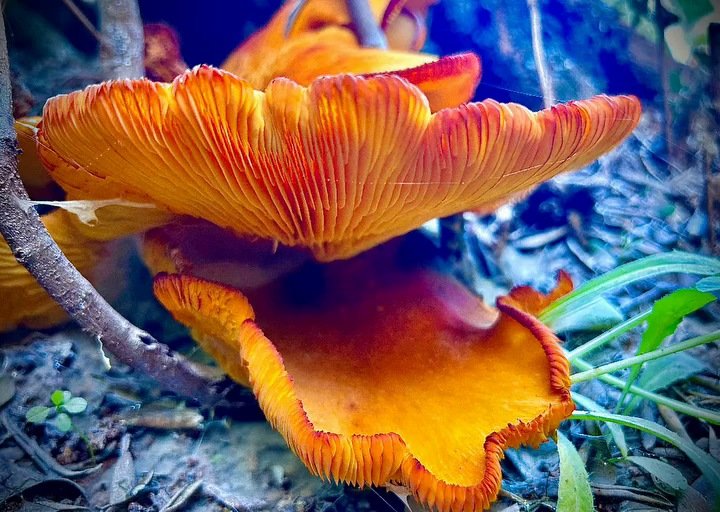 Seta naranja