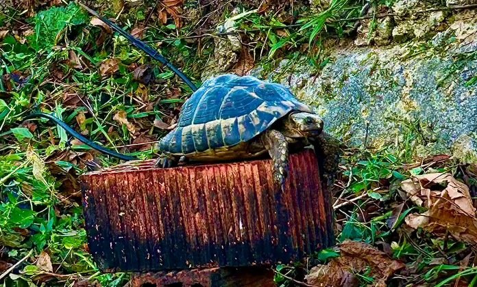 Tortuga sobre un ladrillo