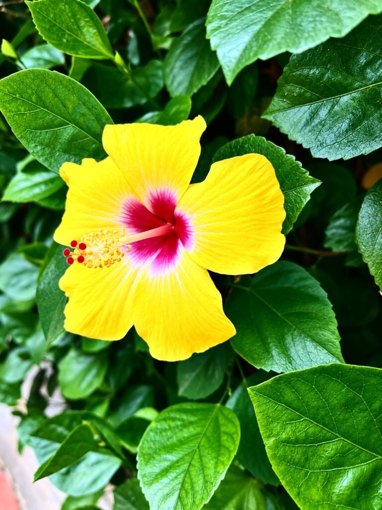 Hibisco amarillo