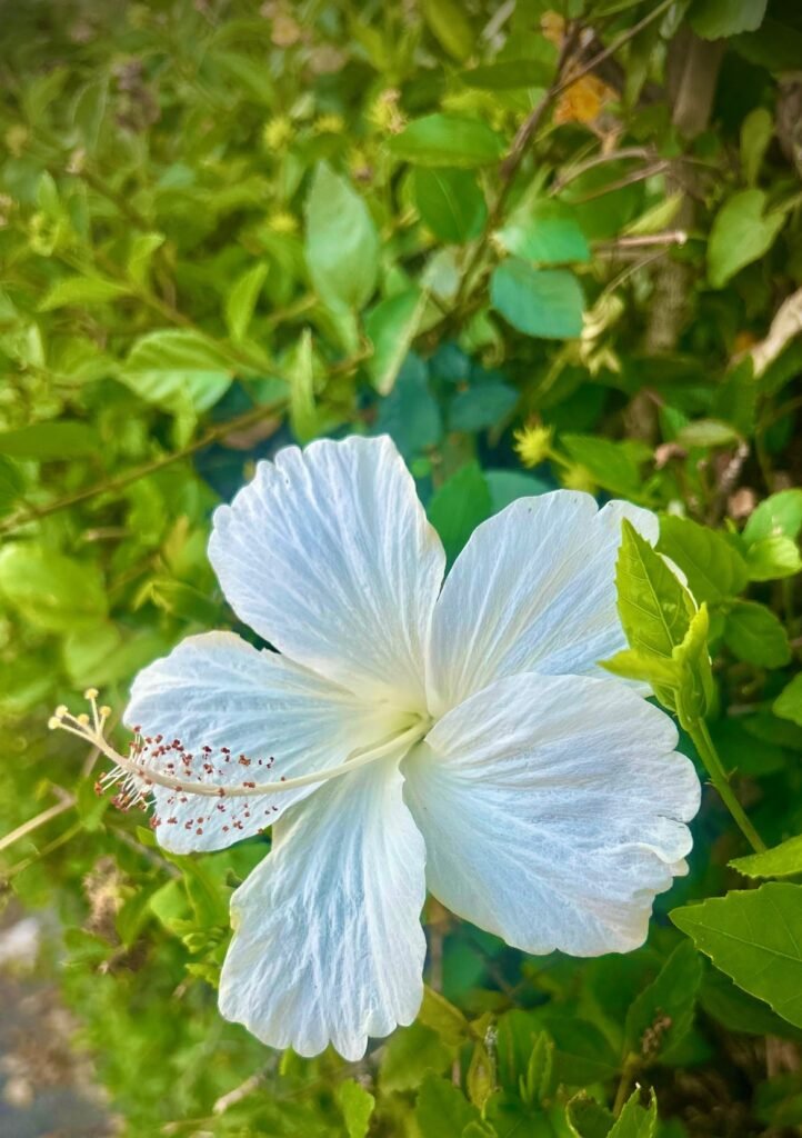 Hibisco blanco