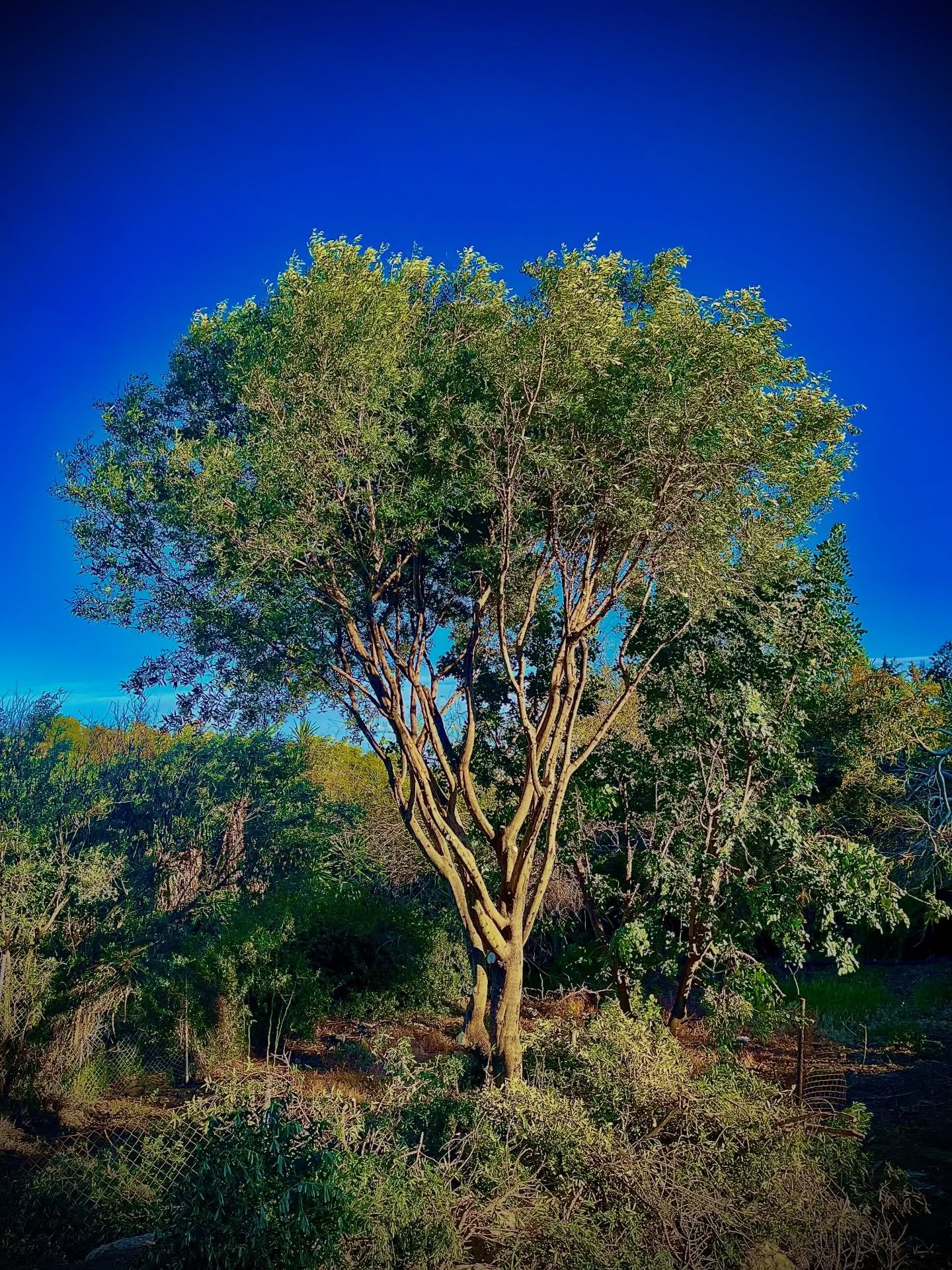 Olivo centenario en jardín
