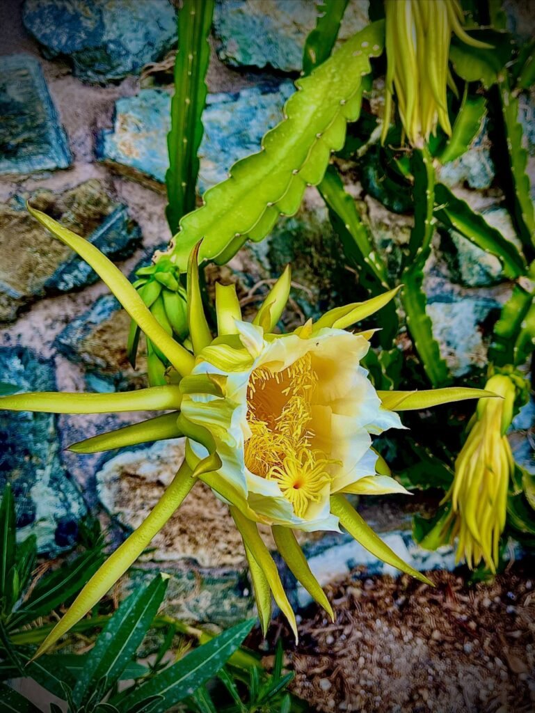 Flor amarilla de pitahaya sobre muro de piedra en un jardín de la Costa del Sol