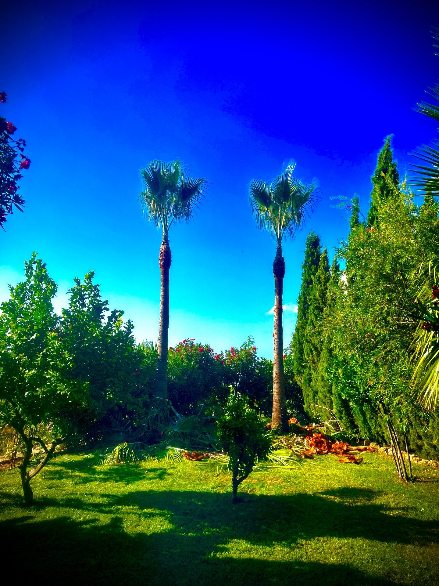 Mantenimiento periódico – The Garden Boy