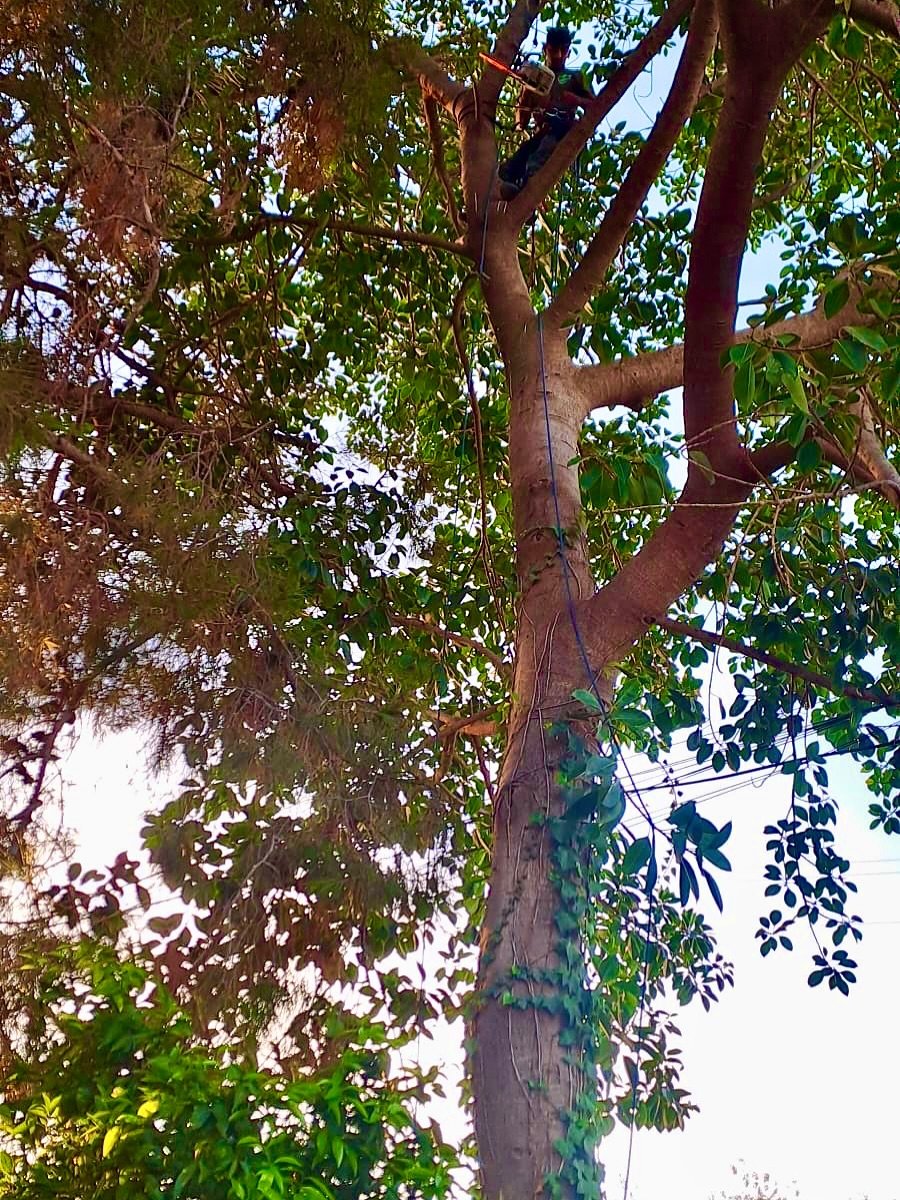 Árbol de gran porte con tronco rojizo