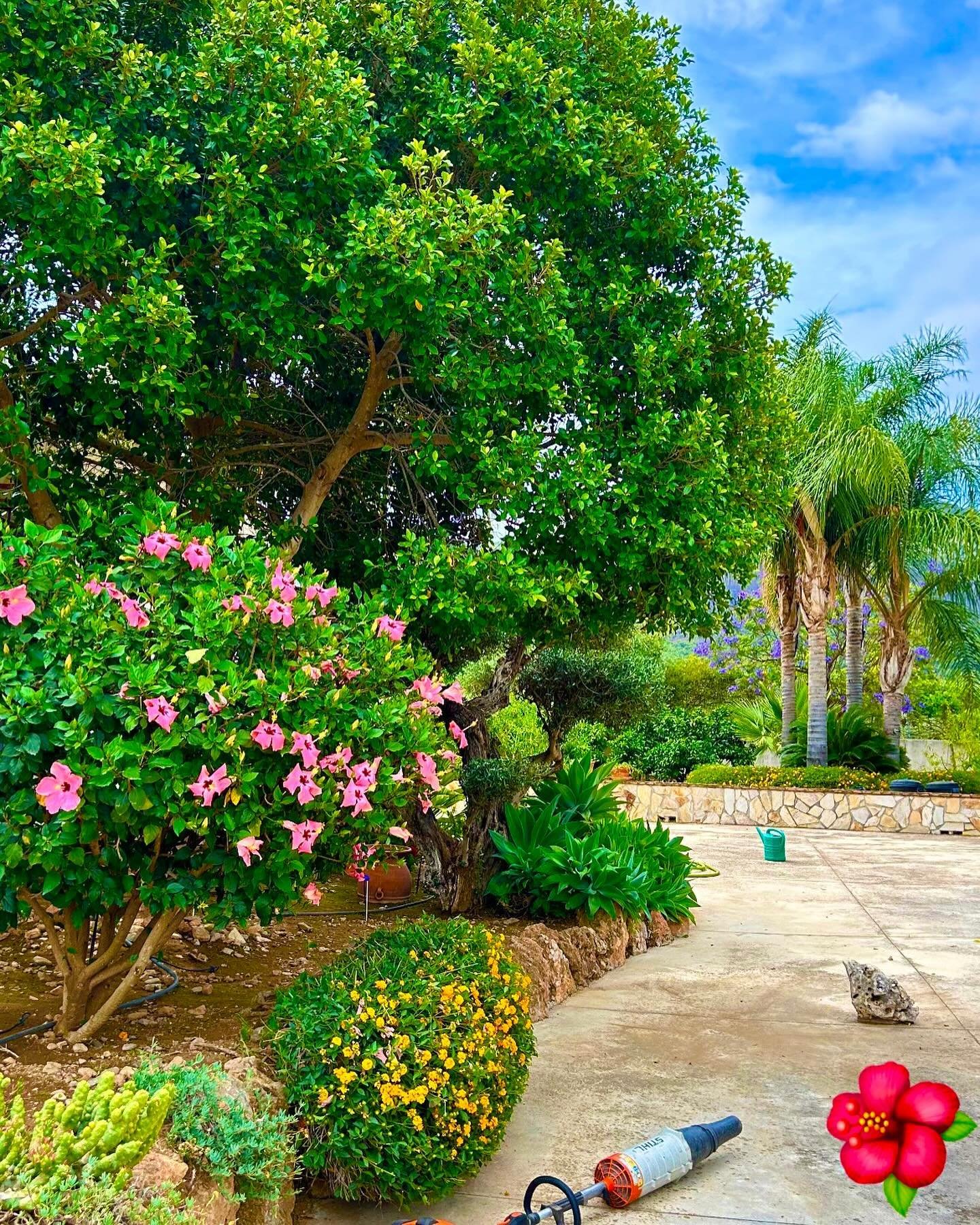 Jardín con hibisco y olivo cuidado todo el año – mantenimiento periódico