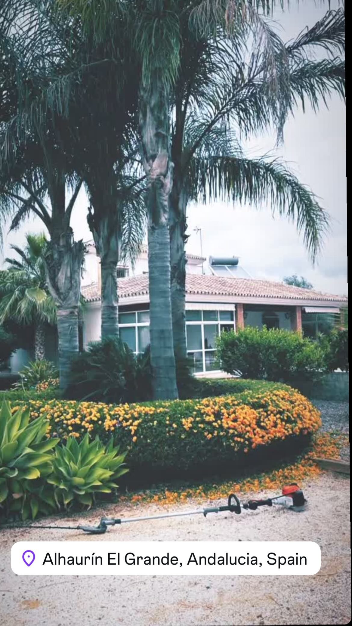 Seto de lantana recortado y plantas cuidadas – mantenimiento de jardines