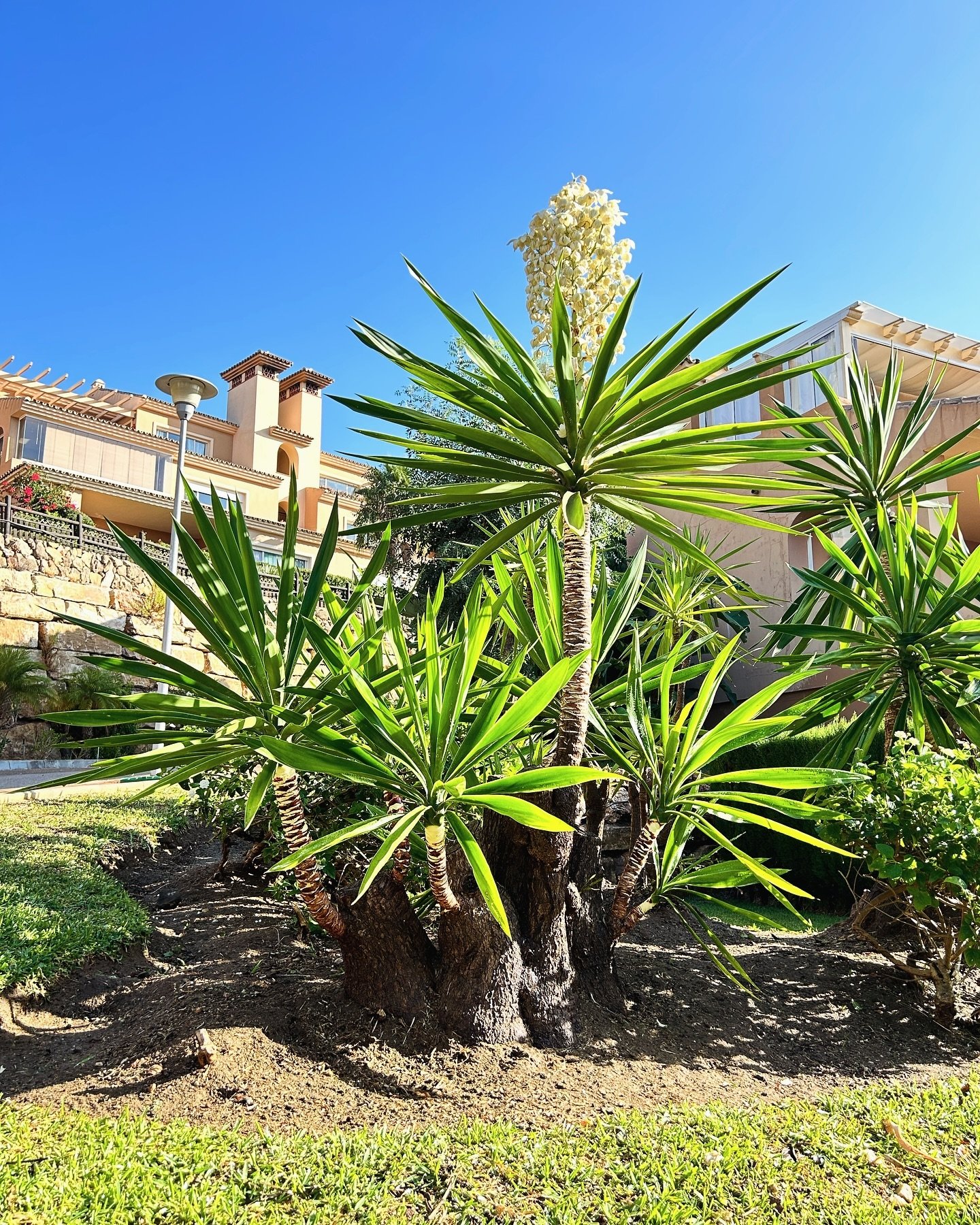 Yucas en flor y parterre cuidado en una urbanización
