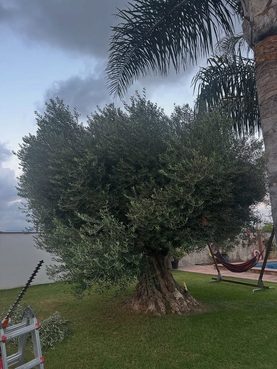 Olivo y césped natural en un jardín con mantenimiento periódico