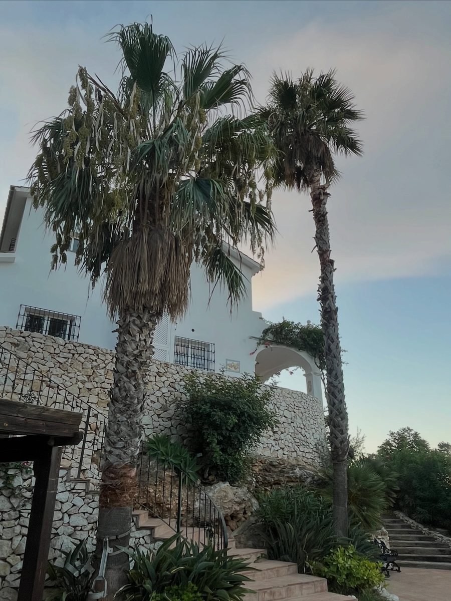 Palmeras ya podadas junto a una vivienda con jardín