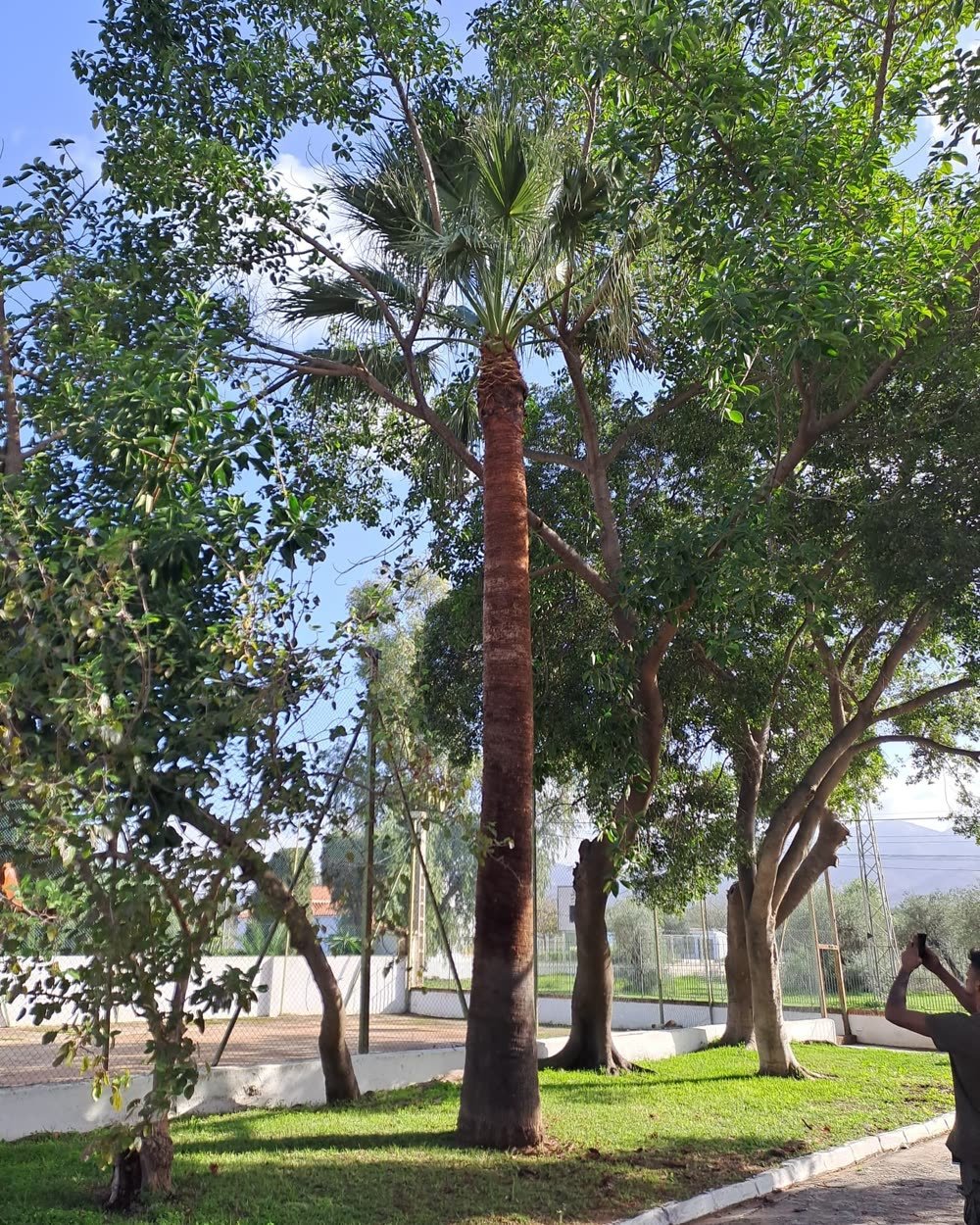 Washingtonia limpia tras la poda en altura