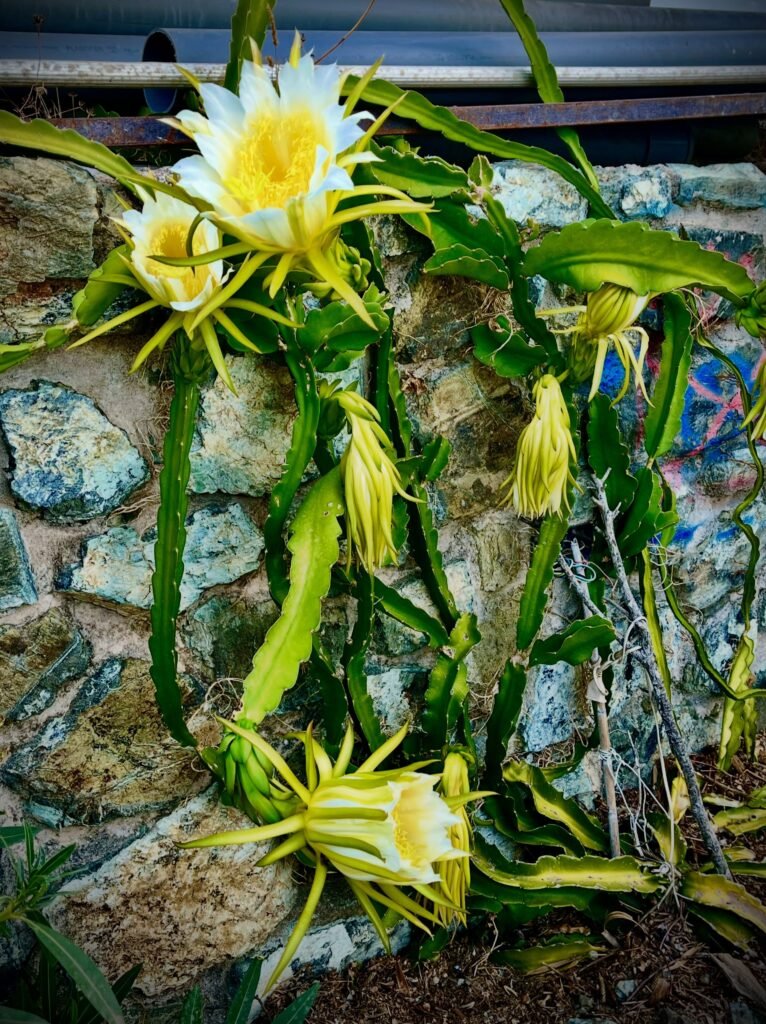 Flores de pitahaya sobre muro de piedra