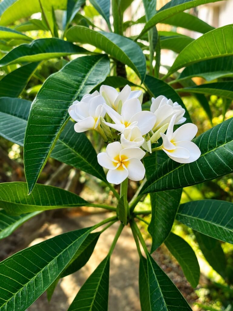 Plumeria blanca