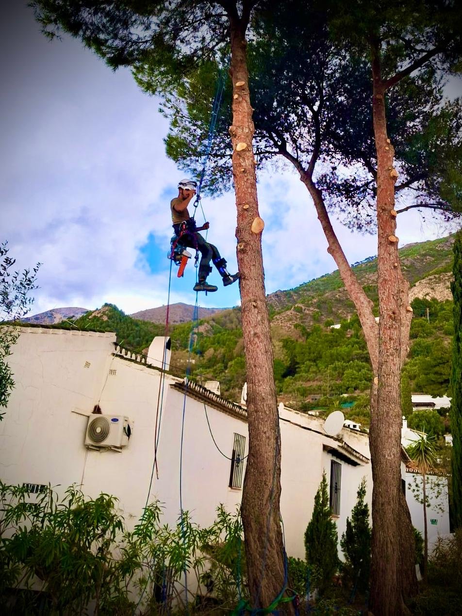 Jardinero podando un pino en altura junto a una villa blanca