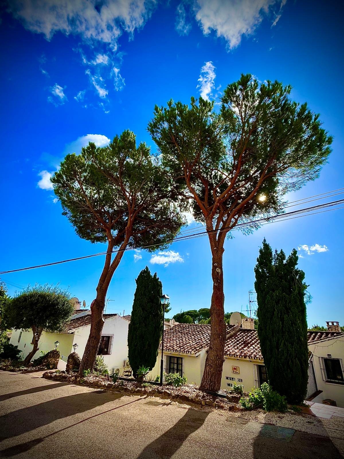 Pinos piñoneros podados junto a villas de la Costa del Sol