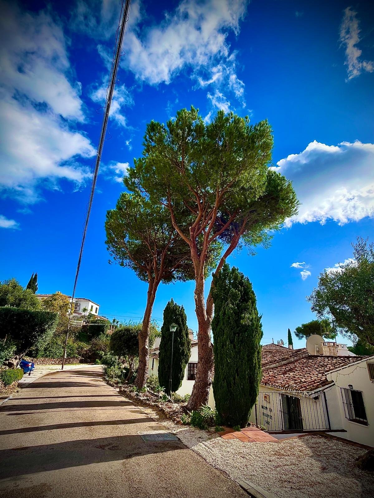 Pino piñonero con copa cuidada y cielo azul