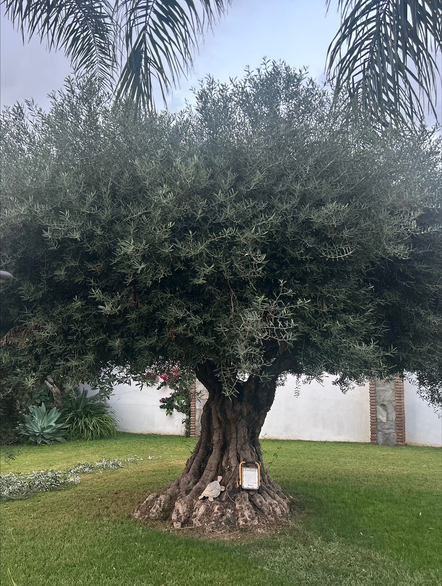 Olivo centenario con copa redonda cuidada en jardín