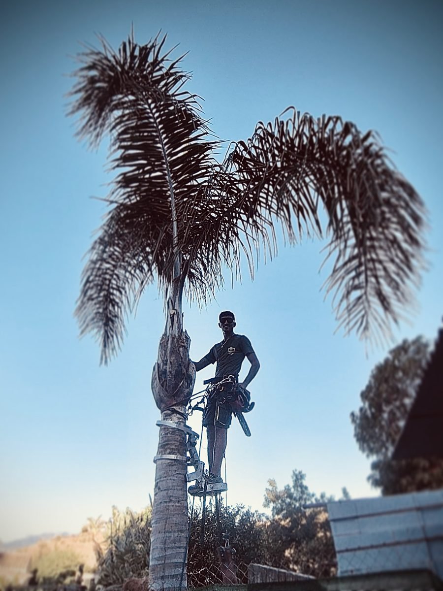 Operario realizando la poda de una palmera en altura con técnica de trepa