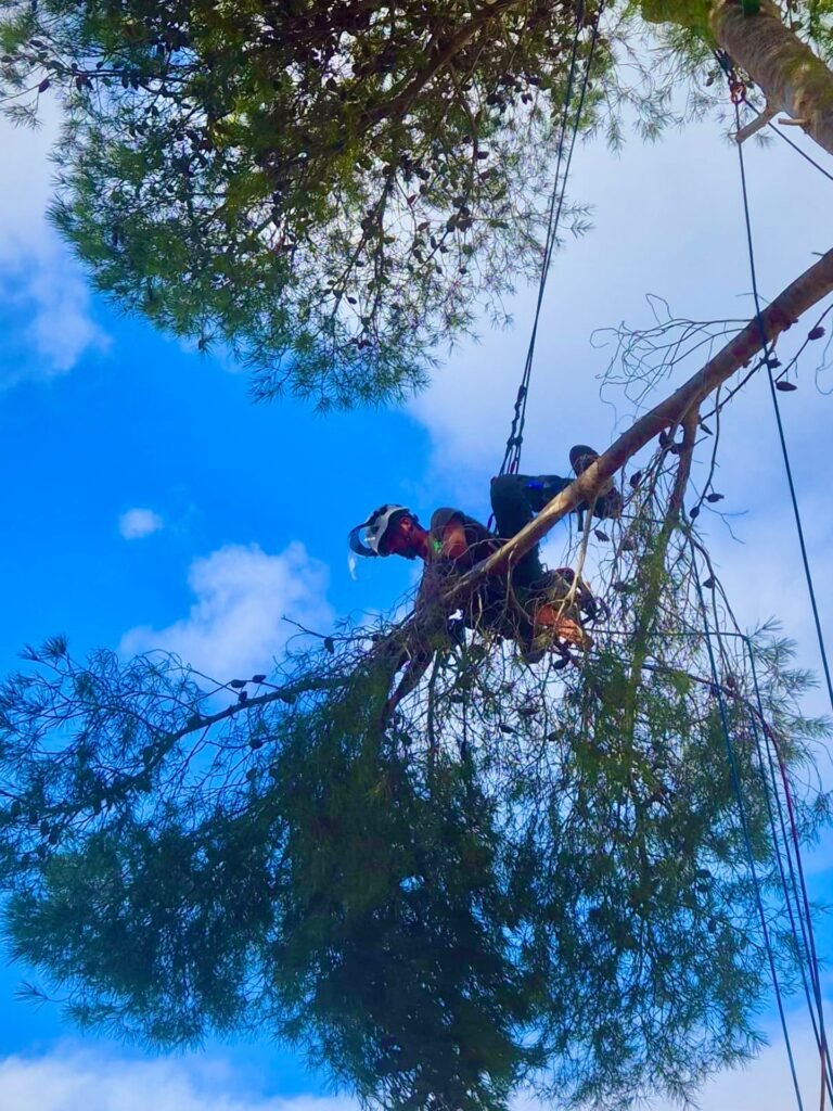 Trabajador podando un pino en altura con cuerdas y casco – The Garden Boy Mijas