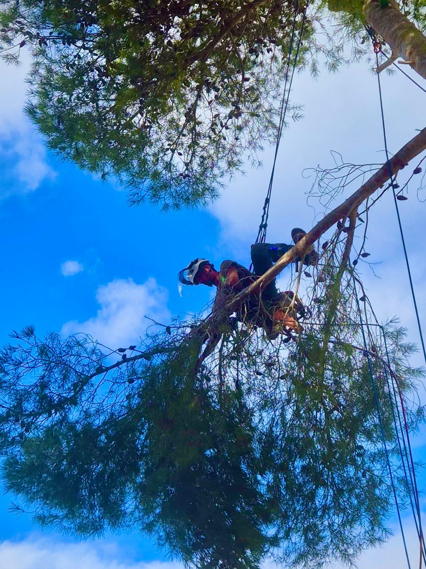 Trabajador podando un pino en altura con cuerdas y casco