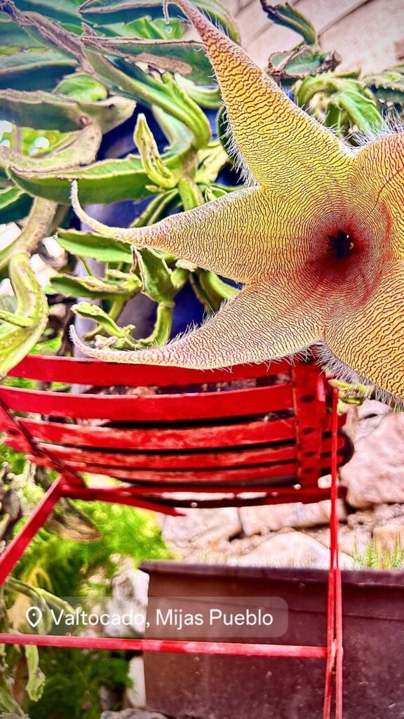 Flor estrella de stapelia junto a una silla roja en Valtocado, Mijas Pueblo